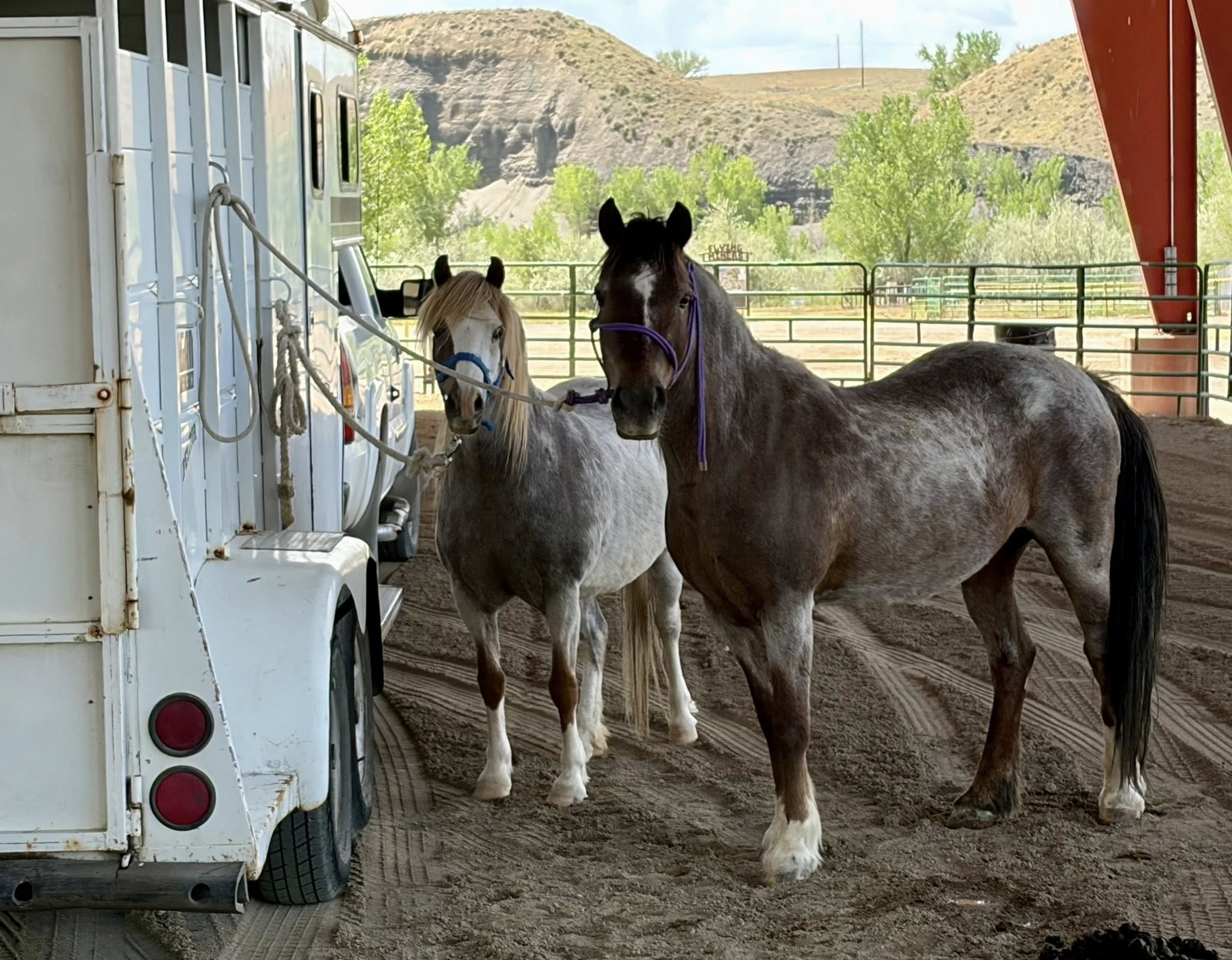 6Ponies
